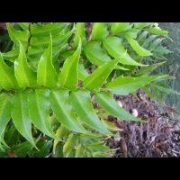 Cyrtomium Falcatum (fam Aspidiacees) (Chine, Japon) (3)